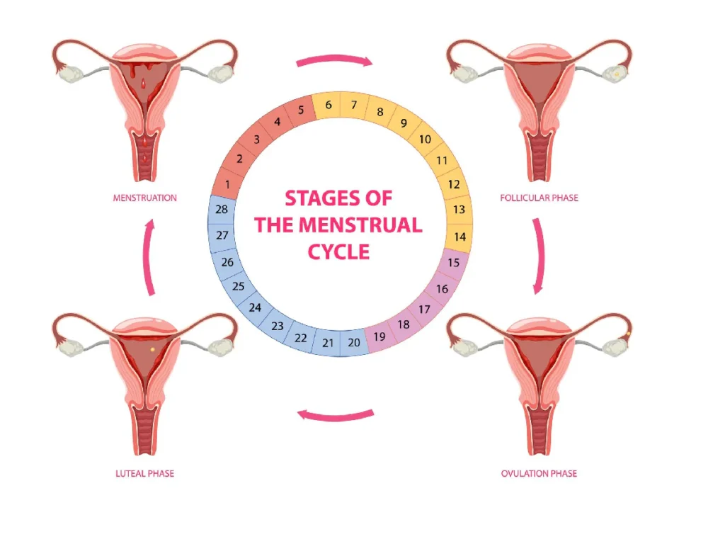Leverage Your Menstrual Cycle for Peak Performance